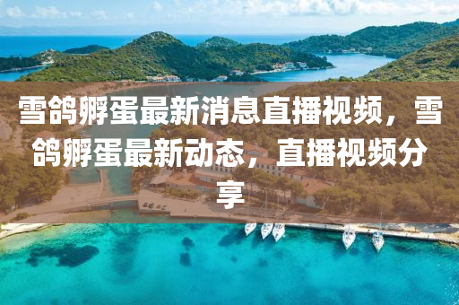 雪鴿孵蛋最新消息直播視頻，雪鴿孵蛋最新動(dòng)態(tài)，直播視頻分享